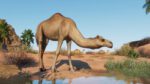 Planet Zoo Arid Animal Pack PC Steam Gift GLOBAL EXTRA CONTENT 64983 2